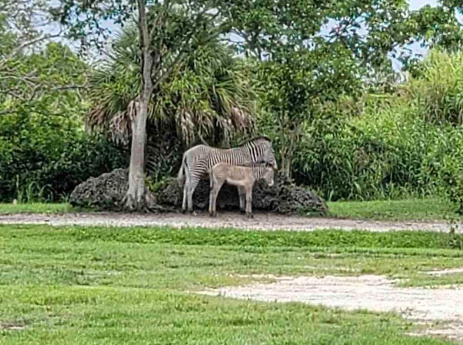 Amazing & Cozy Duplex Near Zoo Miami ! Βίλα Εξωτερικό φωτογραφία